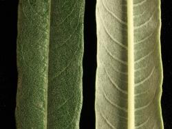 Salix viminalis. Upper (left) and lower leaf surfaces.
 Image: D. Glenny © Landcare Research 2020 CC BY 4.0